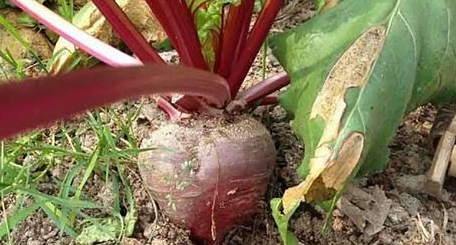 Snel Afvallen in een Week Zonder Dieet – Probeer Deze Magische Drank