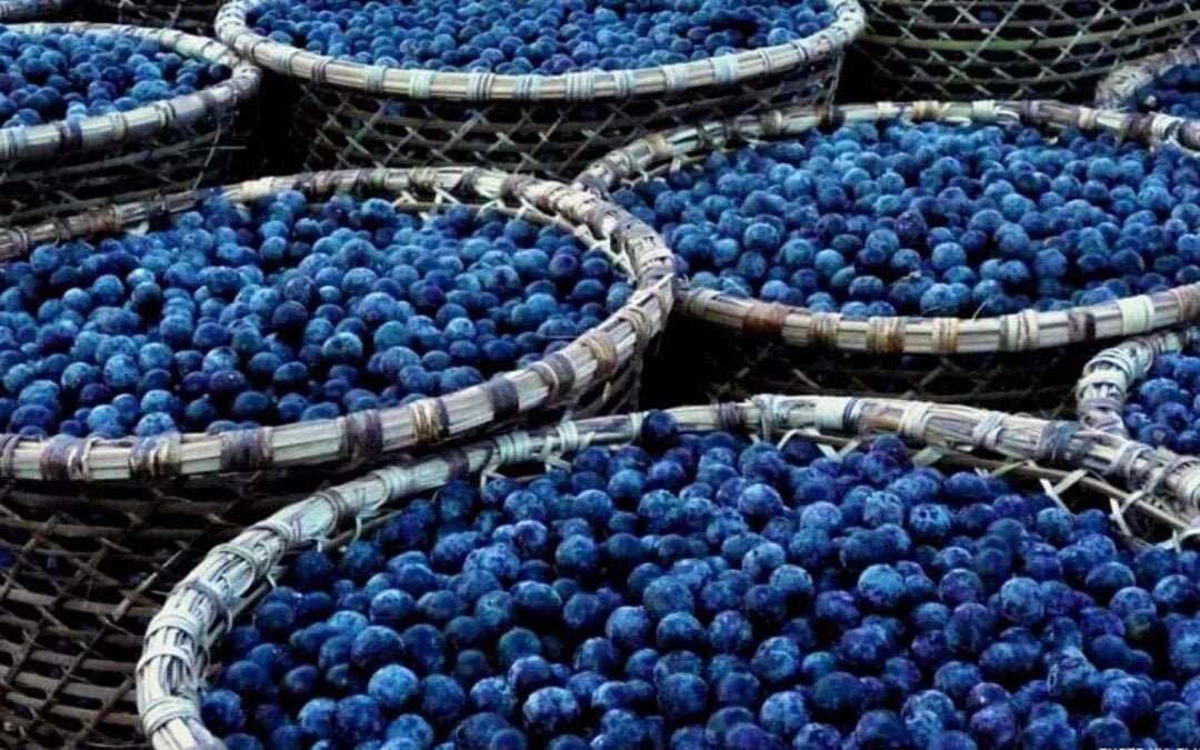 Acai Bessen: 6 Bewezen Wetenschappelijke Voordelen, Inclusief Mooi Huid + Gewichtsverlies