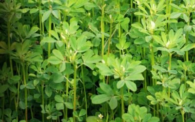 Fenegriek – Alles Over Deze Wonderplant! Alle Voordelen & Nadelen