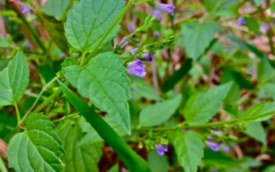 Ontgrendel de kracht van Blauw Glidkruid – De actieve ingrediënten uitgelegd
