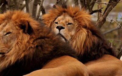 Testoplan review: ervaringen en werking