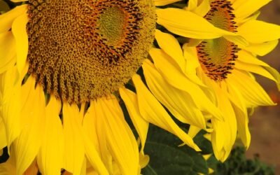 De Voordelen van Zonnebloemolie