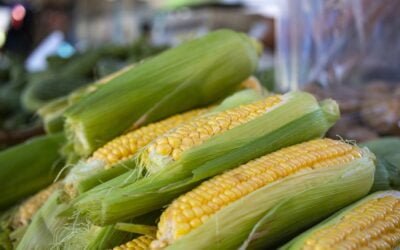 Wat is de Gezondste Groente?